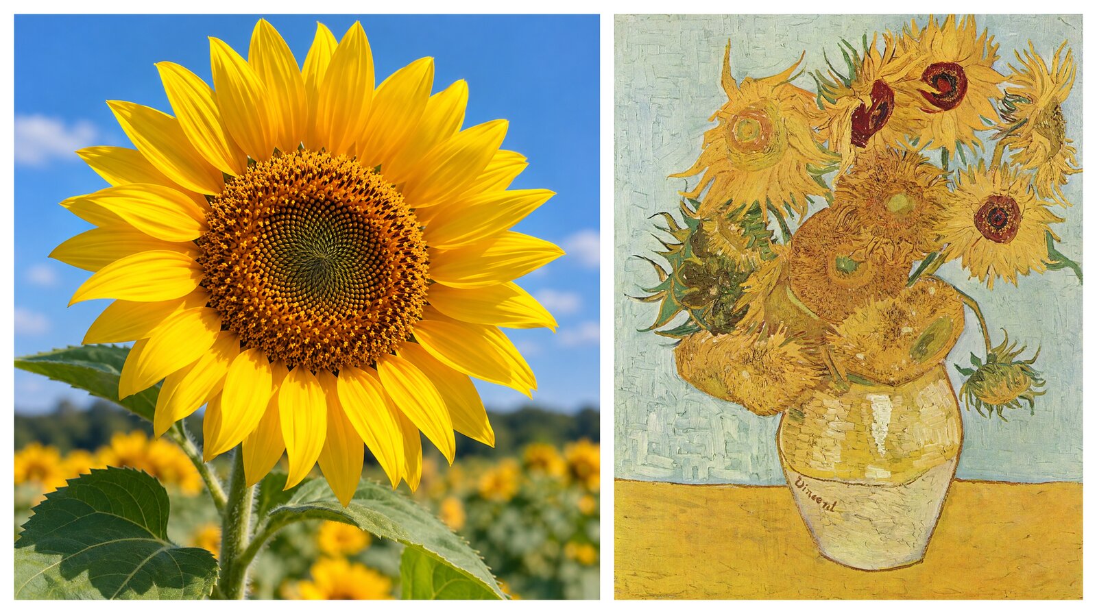 Two sunflowers side by side: on the left an AI-generated sunflower; on the right Van Gogh's painting of sunflowers